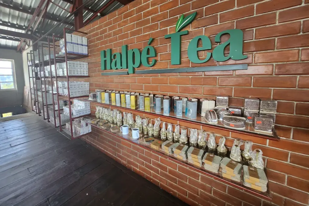 Tea Factory Tour